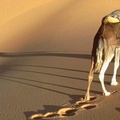 Desert Reflections, Algeria